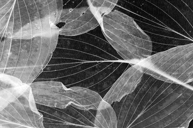 Duschrückwand - Makro-Textur Herbstblatt in Schwarz-Weiß