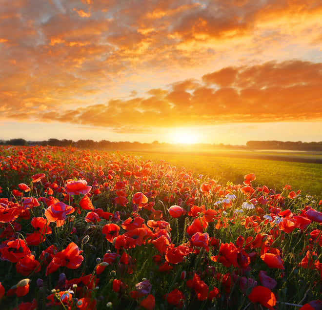 Duschrückwand - Mohnblüten bei Sonnenaufgang in Kassel