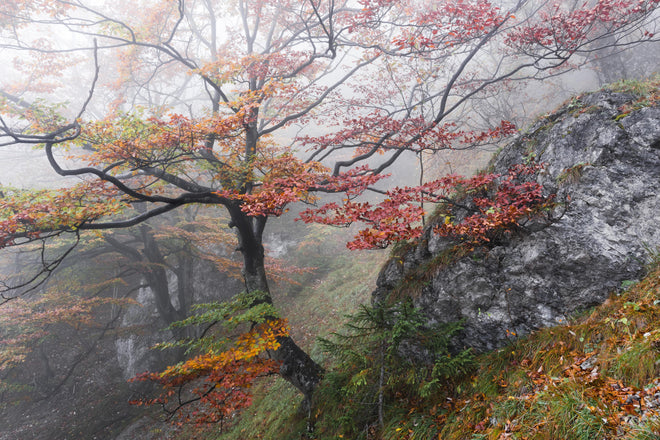 Duschrückwand - Nebliger Wald - Slowakei