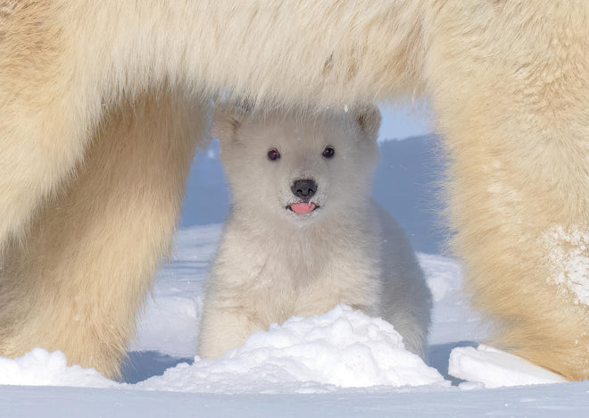 Duschrückwand - Niedliches Jungtier - Eisbär