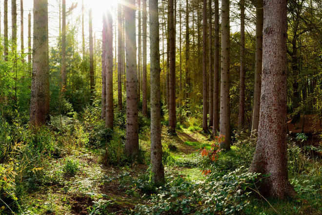 Duschrückwand - Schöner Fichtenwald im Herbst