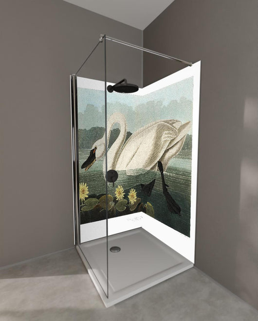 Duschrückwand - Schwan Portait - Robert Havell