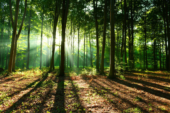 Duschrückwand - Sonnenaufgang im Bayrischem Wald