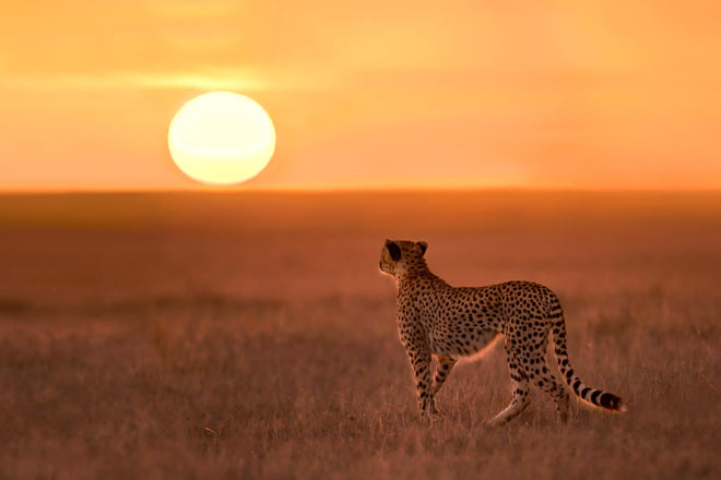 Duschrückwand - Sonnenaufgang in der Savanne - Afrika