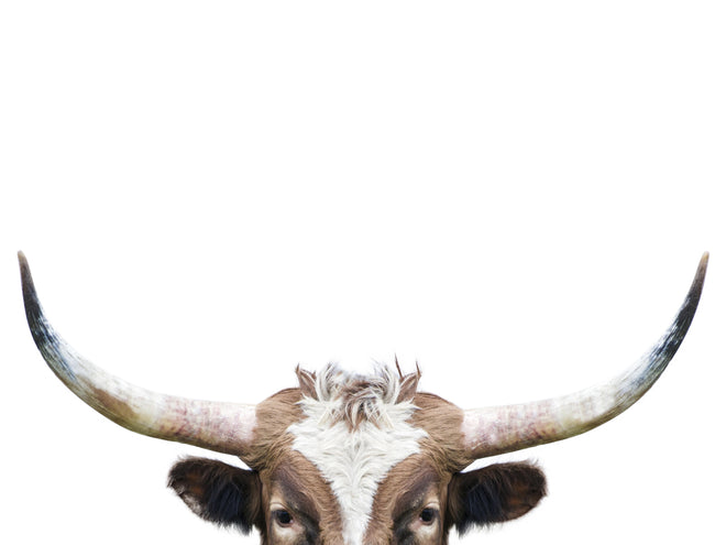 Duschrückwand - Spähende Longhorn-Kuh