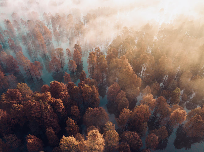 Duschrückwand - Vogelperspektive - Wald im Herbst