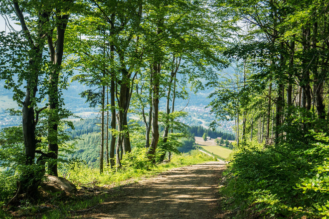 Duschrückwand - Waldweg Beskiden Polen