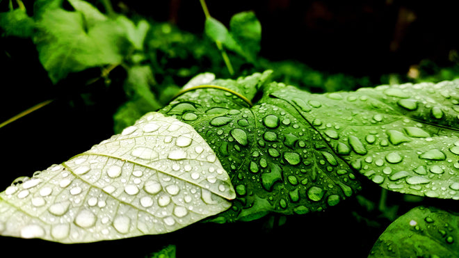 Duschrückwand - Wassertropfen auf einem Blatt