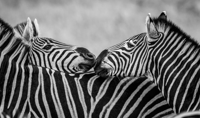 Duschrückwand - Zebras - Schwarz-weiß
