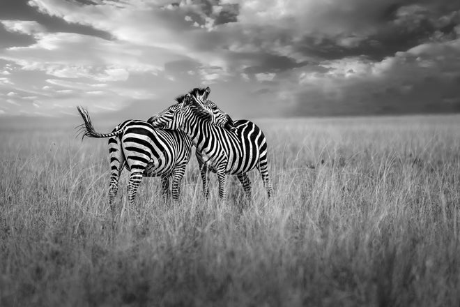 Duschrückwand - Zebras in ihrer Natur - Savanne