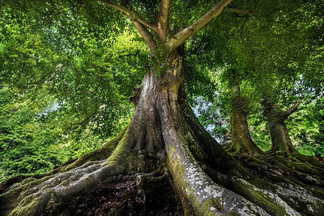 Duschrückwand - großer alter Baum in Froschperspektive