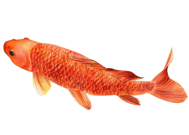 Duschrückwand - orangefarbener Koi