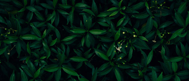 Küchenrückwand - Dunkelgrüne Blätter dezentes Naturmuster