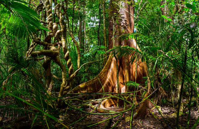 Küchenrückwand - Feigenbaum