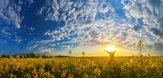 Küchenrückwand - Gelbliches Blumenfeld am Morgen