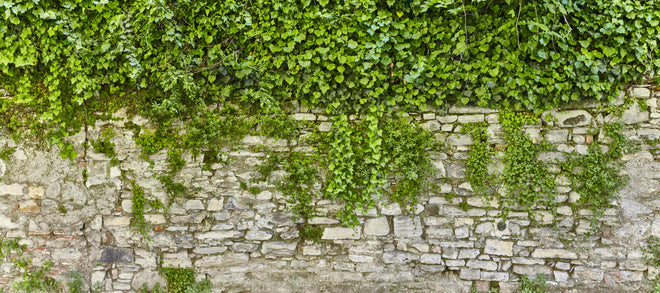 Küchenrückwand - Grün überwucherte Burgmauer