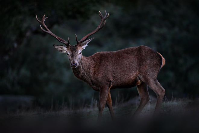 Küchenrückwand - Hirsche Gebirge Sierra de Andujar