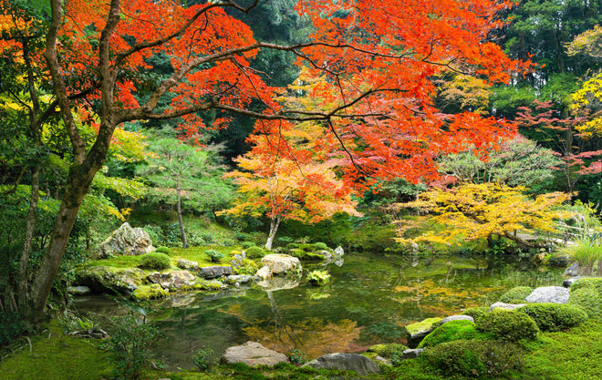 Küchenrückwand - Japanischer Garten im Herbst