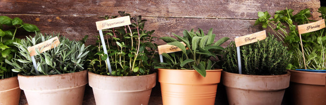 Küchenrückwand - Küchenkräuter in Tontöpfen