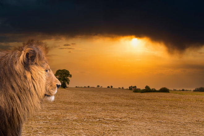 Küchenrückwand - Löwe in Steppe im Sonnenuntergang
