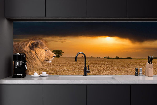 Küchenrückwand - Löwe in Steppe im Sonnenuntergang