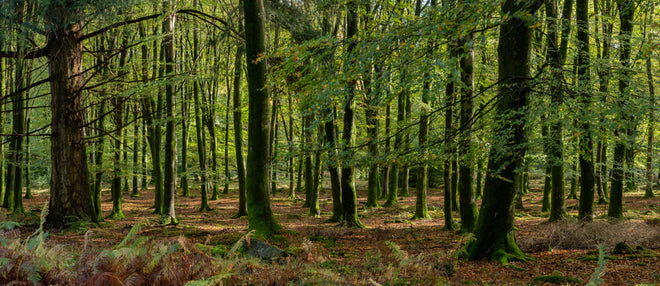 Küchenrückwand - Natürliches Waldpanorama in Grün