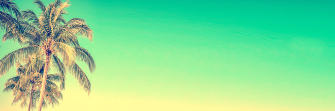 Küchenrückwand - Palme im Panorama-Himmel