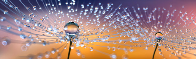 Küchenrückwand - Pusteblumen mit Tau