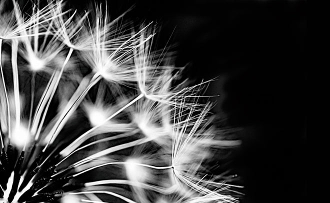 Küchenrückwand - Pusteblumen schwarz-weiß Hintergrund