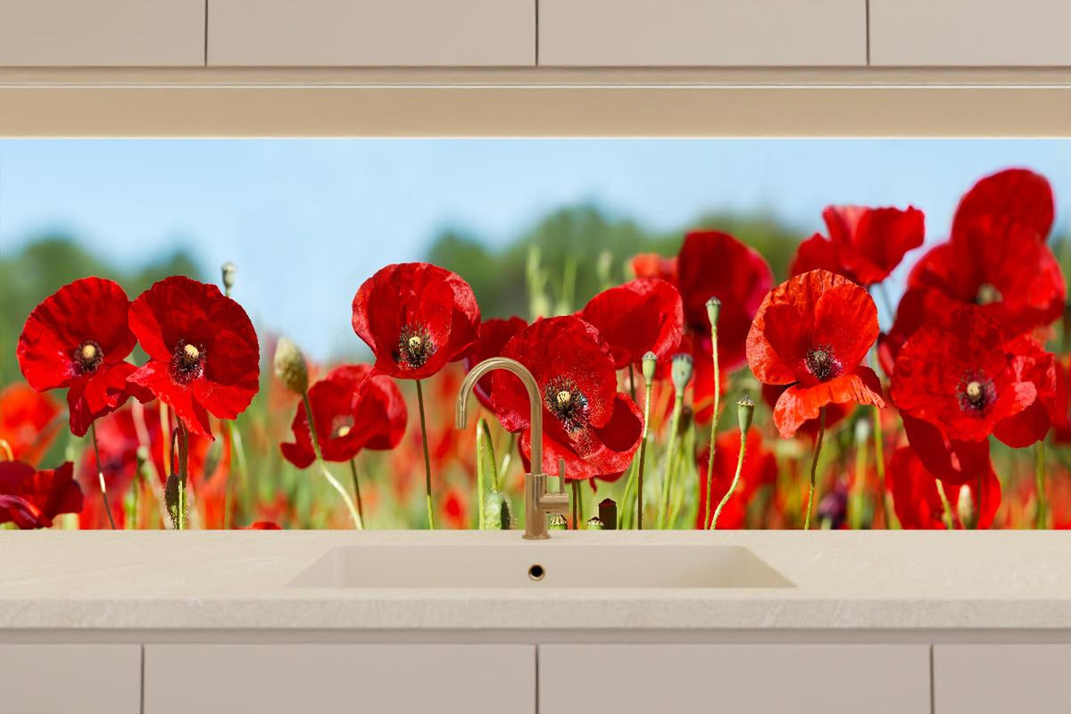 Küchenrückwand - Rote Mohnblumen auf einem Feld
