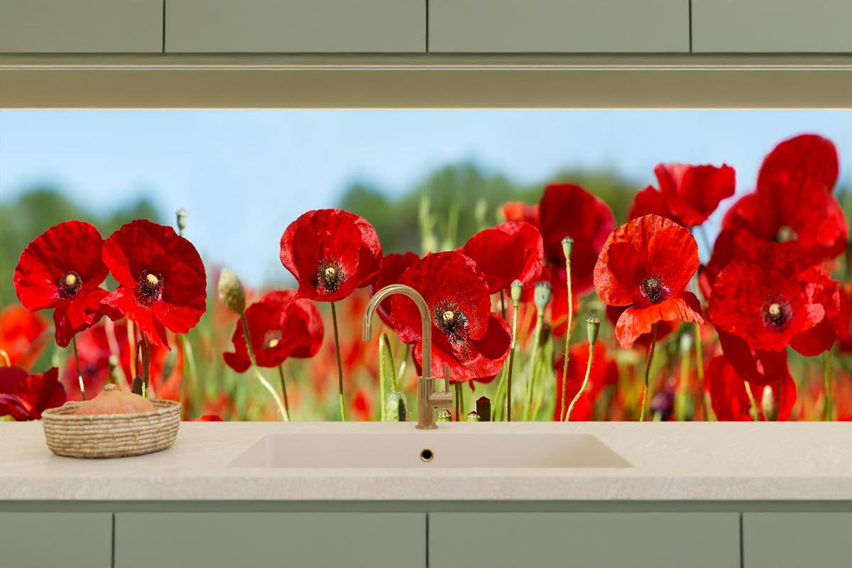 Küchenrückwand - Rote Mohnblumen auf einem Feld