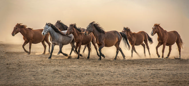 Küchenrückwand - Schöne galoppierende Pferdeherde