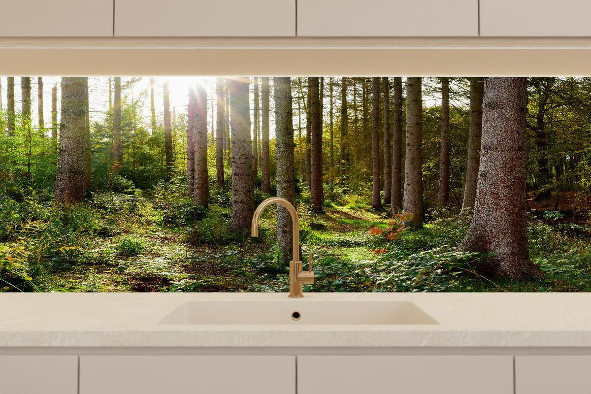 Küchenrückwand - Schöner Fichtenwald im Herbst