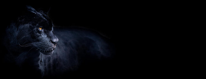 Küchenrückwand - Schwarzen Panther mit schwarzem Hintergrund