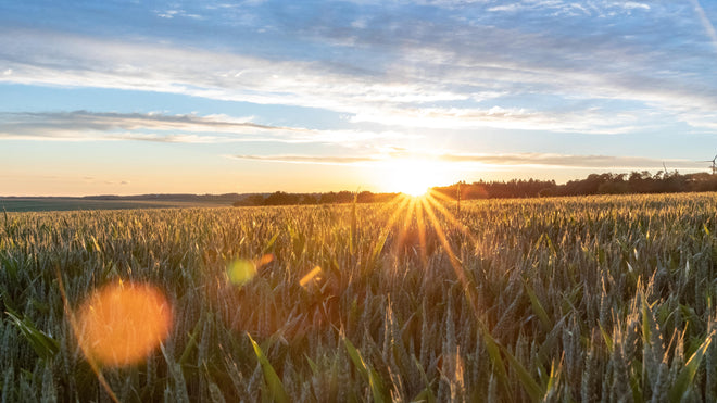 Küchenrückwand - Sonnenuntergang über einem Kornfeld
