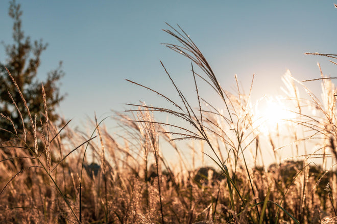 Küchenrückwand - Weizenfeld in der Sonne