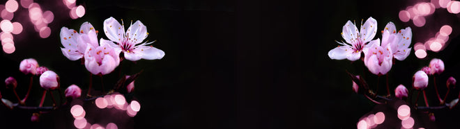 Küchenrückwand - Zarte Rosa Kirschblüten beleuchtet in Dunkelheit