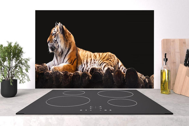 Spritzschutz - Amurtiger liegend auf Holzdeck mit Schwarzem Hintergrund