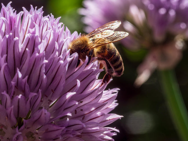Spritzschutz - Biene auf lila Blüte Makroaufnahme