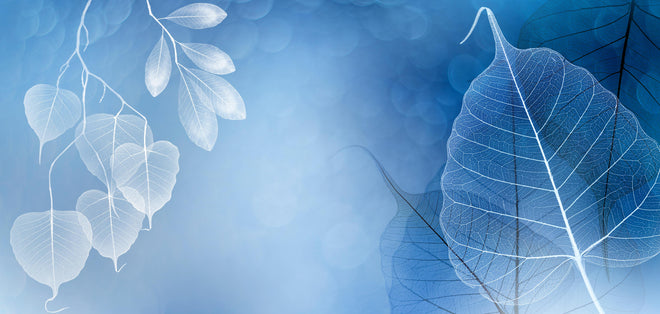 Spritzschutz - Blattadern Kunst Makrofotografie Blau-Grau