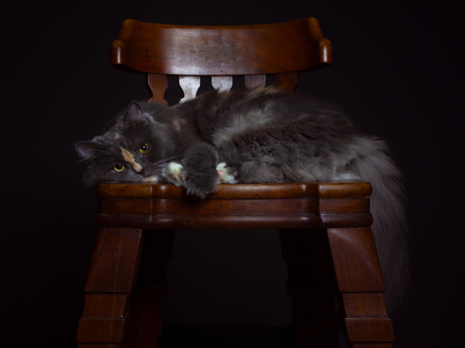 Spritzschutz - Britisch Langhaarkatze auf Holzstuhl