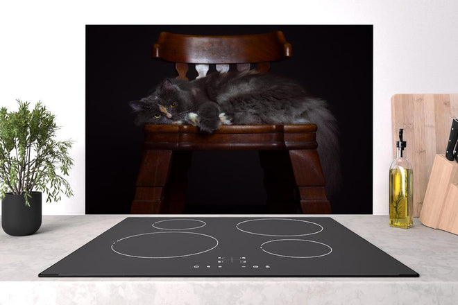 Spritzschutz - Britisch Langhaarkatze auf Holzstuhl