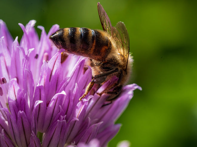 Spritzschutz - Detailreiche Makroaufnahme Biene Lila Blüte