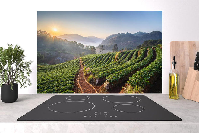 Spritzschutz - Erdbeerfeld in Chiang Mai