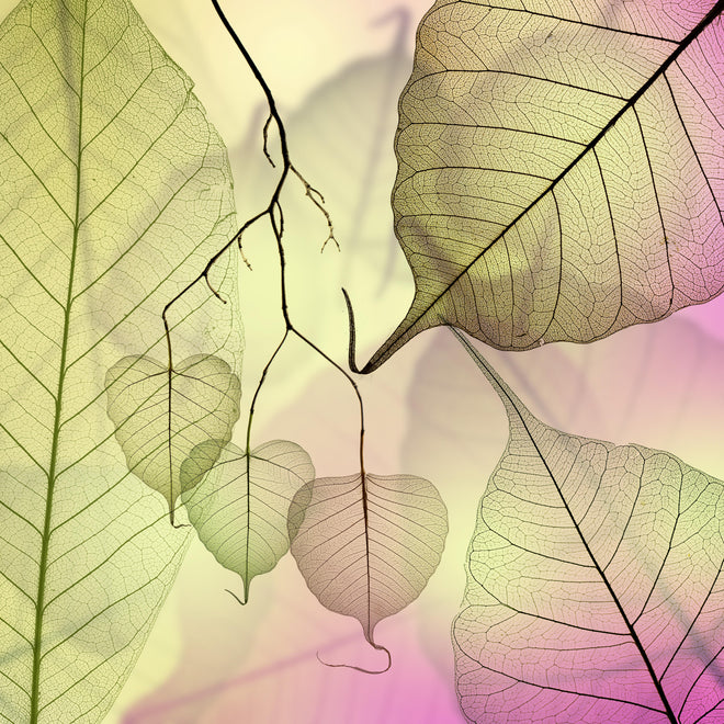 Spritzschutz - Farbenfrohe Blattadertextur Makroaufnahme