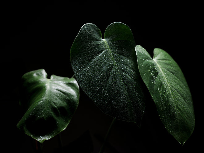 Spritzschutz - Feuchtes Blatt auf schwarzem Hintergrund