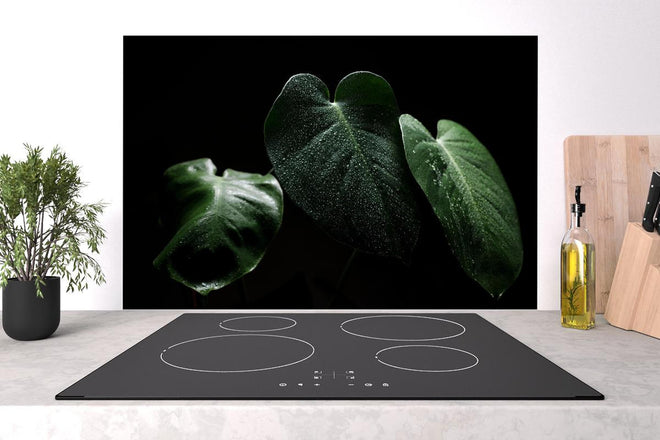 Spritzschutz - Feuchtes Blatt auf schwarzem Hintergrund