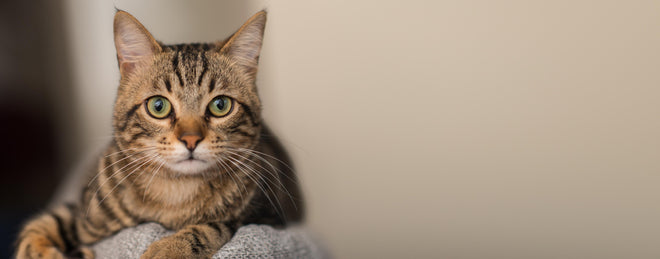 Spritzschutz - Gelassene Hauskatze Beige-Braun Zuhause