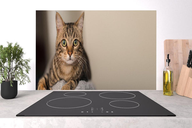 Spritzschutz - Gelassene Hauskatze Beige-Braun Zuhause