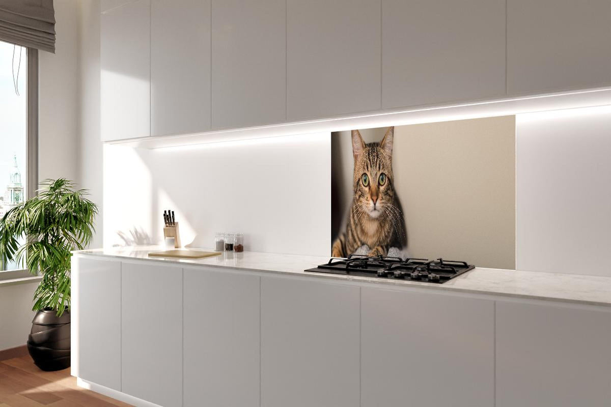 Spritzschutz - Gelassene Hauskatze Beige-Braun Zuhause